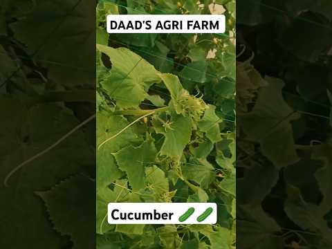 Cucumber 🥒🥒 Crop | DAAD'S AGRI FARM | #farming #cucumberfarming #agriculture #shortvideo