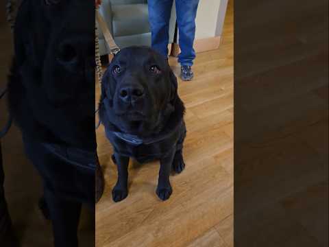 Cutest Labradors #englishlabrador #englishlab #dogs #dogshorts #servicedog #supportanimals #labrador