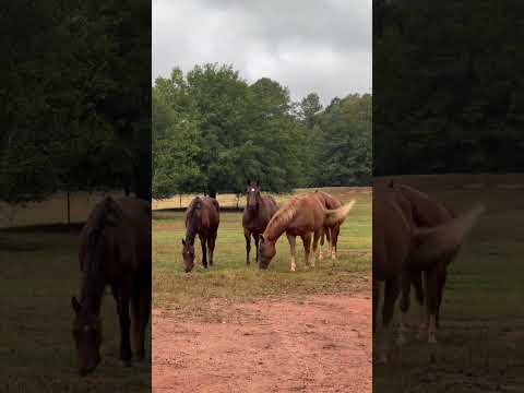 Horses being Horses