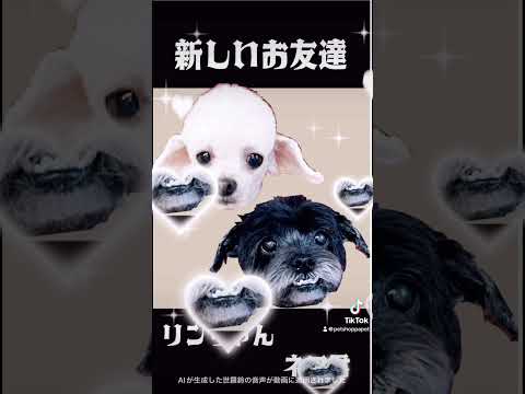 ぱぺっとのご新規様マルプーのネロ君リンちゃんご利用頂きまして誠に有難うございましたまたのご利用心よりお待ちいたしております #パペット #papet #マルプー