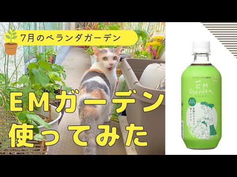 家庭菜園【食糧備蓄】EMガーデン取り入れてみた