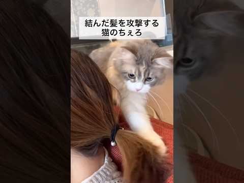 結んだ髪を攻撃する猫のちぇろ #shorts #cat