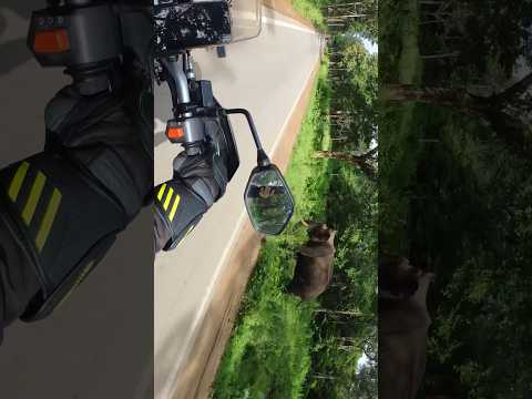 Elephant 🐘 spotted #youtube #motovlog #heroxpulse2004v #insta360oners #kerala #youtubeshorts #vlog