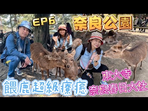 【🇯🇵京阪神10天遊2024】奈良公園餵鹿🦌超級療癒餵鹿超好玩EP6