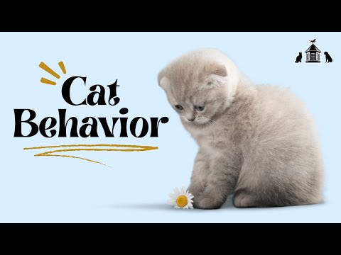 Everything You Need to Know About Cat Behavior