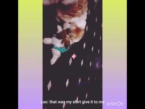 Cute shihtuzs fight