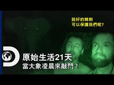 一個令人男忘的今宵！溫暖的野外小屋被戰象光顧啦！《原始生活21天》