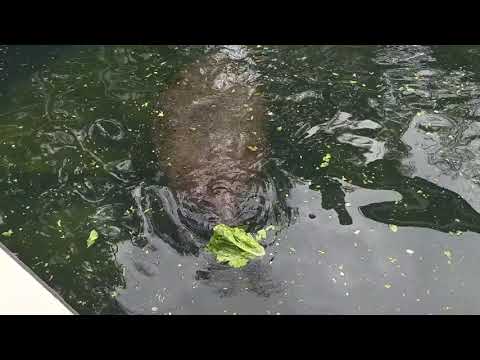 Manatees eating lettuce- FL trip 2018