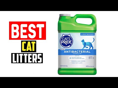 ✅Top 5 Best Cat Litters in 2025