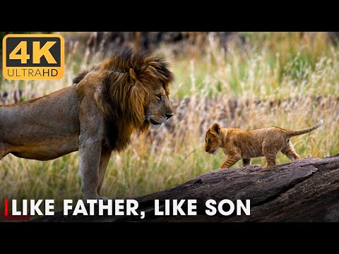 LIONS | True Kings of Africa's Wildlife | Nature Animal Documentary