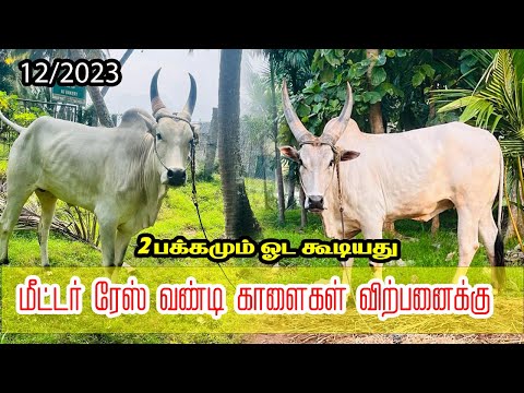 மீட்டர் ரேஸ் காளைகள் 2 விற்பனைக்கு | Pollachi meter race | sale