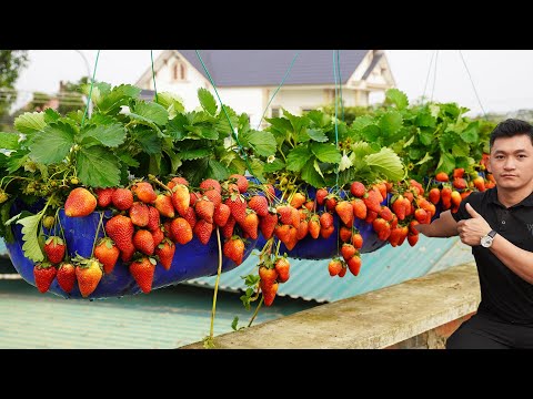 The Secret To Growing Strawberries Surprised Me, The Fruits Are Many And Delicious