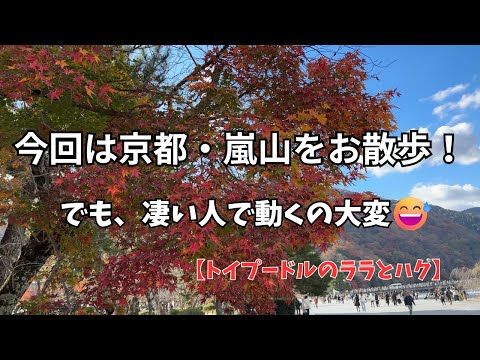 今回は京都・嵐山でお散歩！【トイプードルのララとハク】