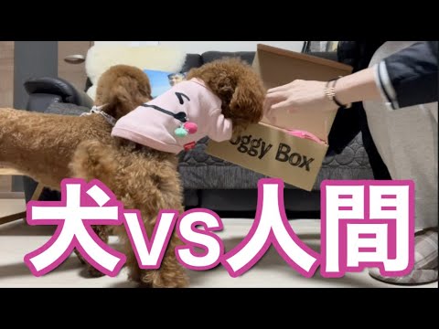 愛犬にイライラする飼い主【トイプードル】ドギーボックス2月BOX