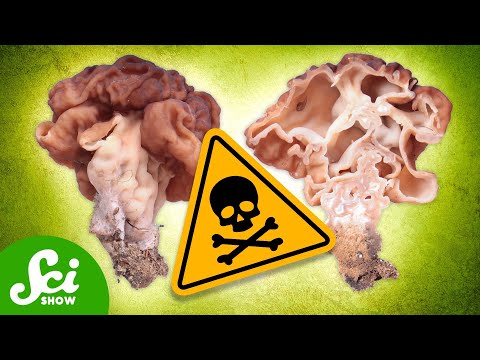 The 6 Deadliest Mushrooms