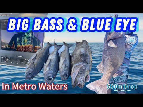 Big Bass Groper & Blue Eye Trevalla in Metro Waters