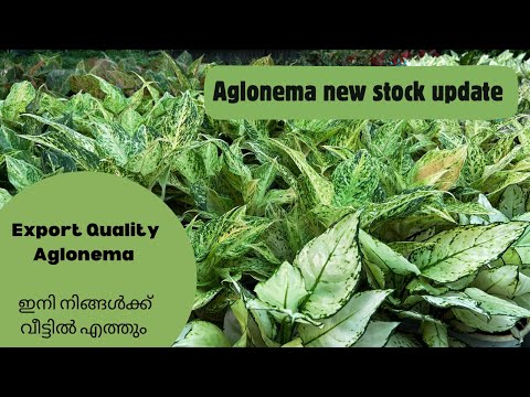 Export Quality aglonema | available at reasonable rate|aglonema super white