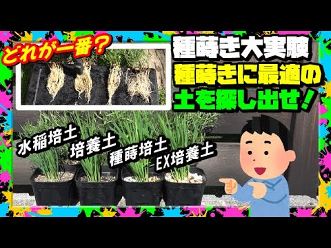 種蒔きの用の土 どれが一番? 常識を疑え!! 発芽,根張り比較実験してみた