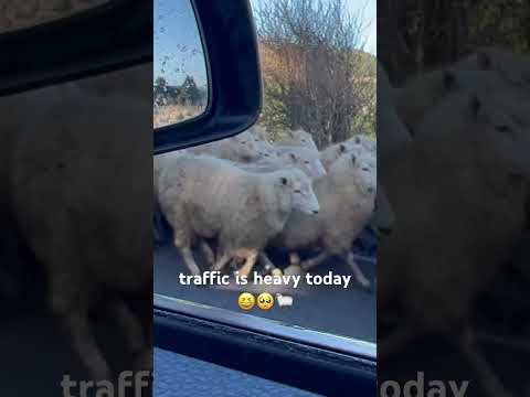 Traffic is HEAVY today 🐑❤️😍  #shorts #traffic #animals #trending