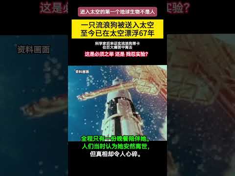 一只流浪狗被送入太空，至今已在地球外漂浮67年！真相让人很伤心