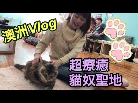 [澳洲體驗] - 療癒基地💖跟老婆在悉尼尋找貓咪咖啡廳 Catmosphere Cat Cafe-Sydney[悉尼搞乜鬼14］