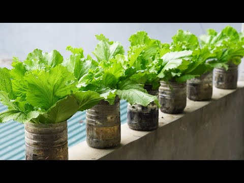 How To Grow Giant Mustard Greens In Plastic Bottles Without Watering And With High Yield