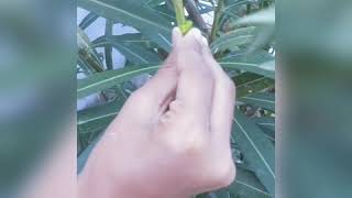 oleander grafting