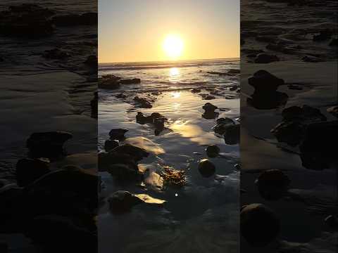 We ditched the books for the tide pools😍 #paperplatesss777 #homeschool #kingtide #tidepools #amazing