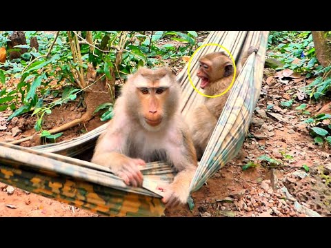 What happened..? Monkey Rainbow tries to get closer to her Mum, But Look so unhappy Libby.