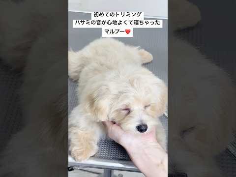 初めてのトリミング❤️はさみの音が心地よくて寝ちゃった…(マルプー)#dogshorts #shorts #foryou #petgrooming #puppy  #cute #犬 #sleepy