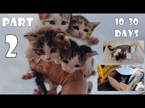 The Mother Cat I Rescued, Along with Her 4 Kittens, Brought Joy to My Home - Part 2