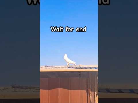 Mashallah 😘🕊️😘#pigeon #shortvideo #shorts #viralvideo