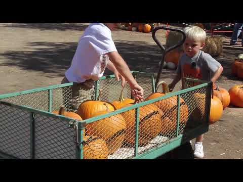 The Great Pumpkin Hunt