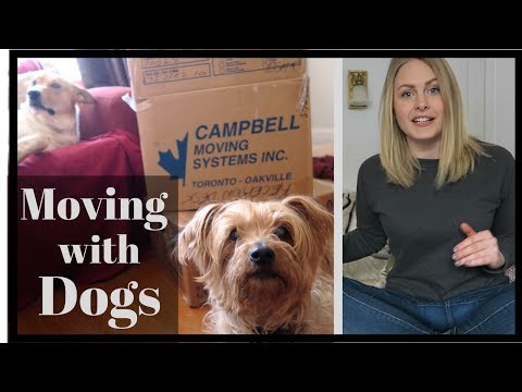 Tips for MOVING with a DOG | Reduce STRESS During a Move