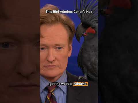 Exotic bird admires Conan's hair #podcast #conanobrien #conan #conaf