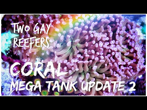 Mega Tank Update #2 - Coral