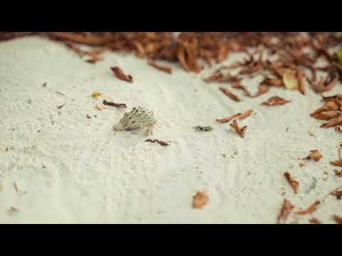 Crawling Sand Crab | Copyright Free Video Footage