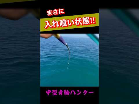 【爆釣】止まらない青物に快感必須‼︎