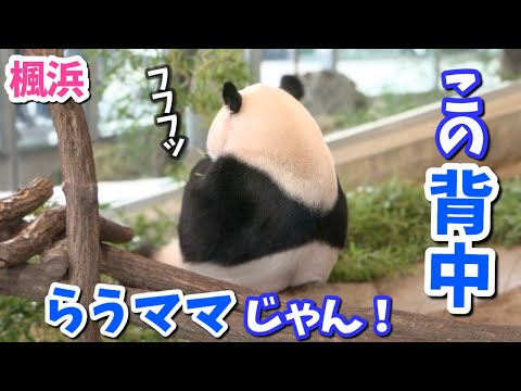 【パンダアイドル楓浜】ぎゃ〜似すぎてる！らうひんママの背中だ🐼