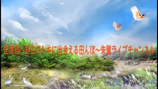 今日は会えるかな？野生の朱鷺(トキ) 佐渡島・特別天然記念物 Liveチャンネル（Nipponia nippon）☆日頃、当ライブチャンネルをご視聴頂きありがとうございます。☆