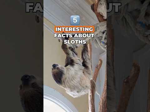 Top 5 Sloth Secrets Every Animal Lover Needs to Know