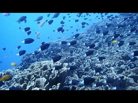 [水中癒し動画] バリ島アメッド シコクスズメダイが群れ群れ (⁠ ⁠ꈍ⁠ᴗ⁠ꈍ⁠) Relax underwater video in amed Bali