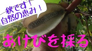 秋です！季節の自然の恵み！あけびを採ってみよう【ファームハウスみどり】