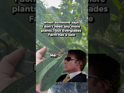 Breaking News! 🌴 Everglades Farm just dropped a Solo Papaya Dwarf Tree SALE! 🎉Get 30% #OFF #trees