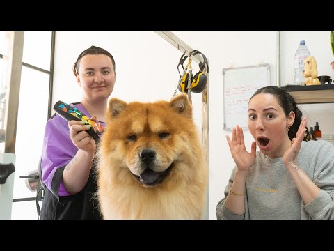 5 Dog Grooming Myths That Could Be Hurting Your Dog