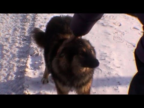 A dog in the Khtanga's street - Geographic North Pole 2002 expedition