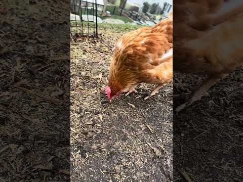 Pooch showing off her Molt #fluffnuggets #molting