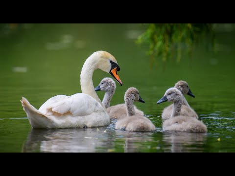 Mute Swans Forming a Family (Narrated)