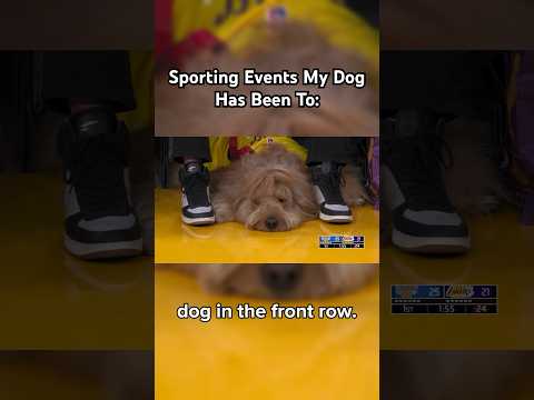 This dog goes to more sports games than you! #goldendoodle #nba #mls #f1 #nhl #mlb