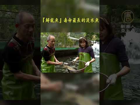 台灣新竹 鱘龍魚能活150歲 鱘龍魚料理營養價值極高 #shorts  | #1000步的繽紛台灣 | #暢遊天下